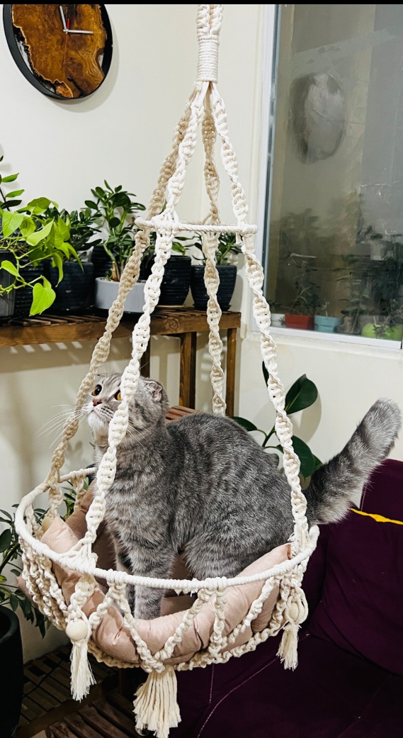 تاب گربه/تاب سگ مکرومه